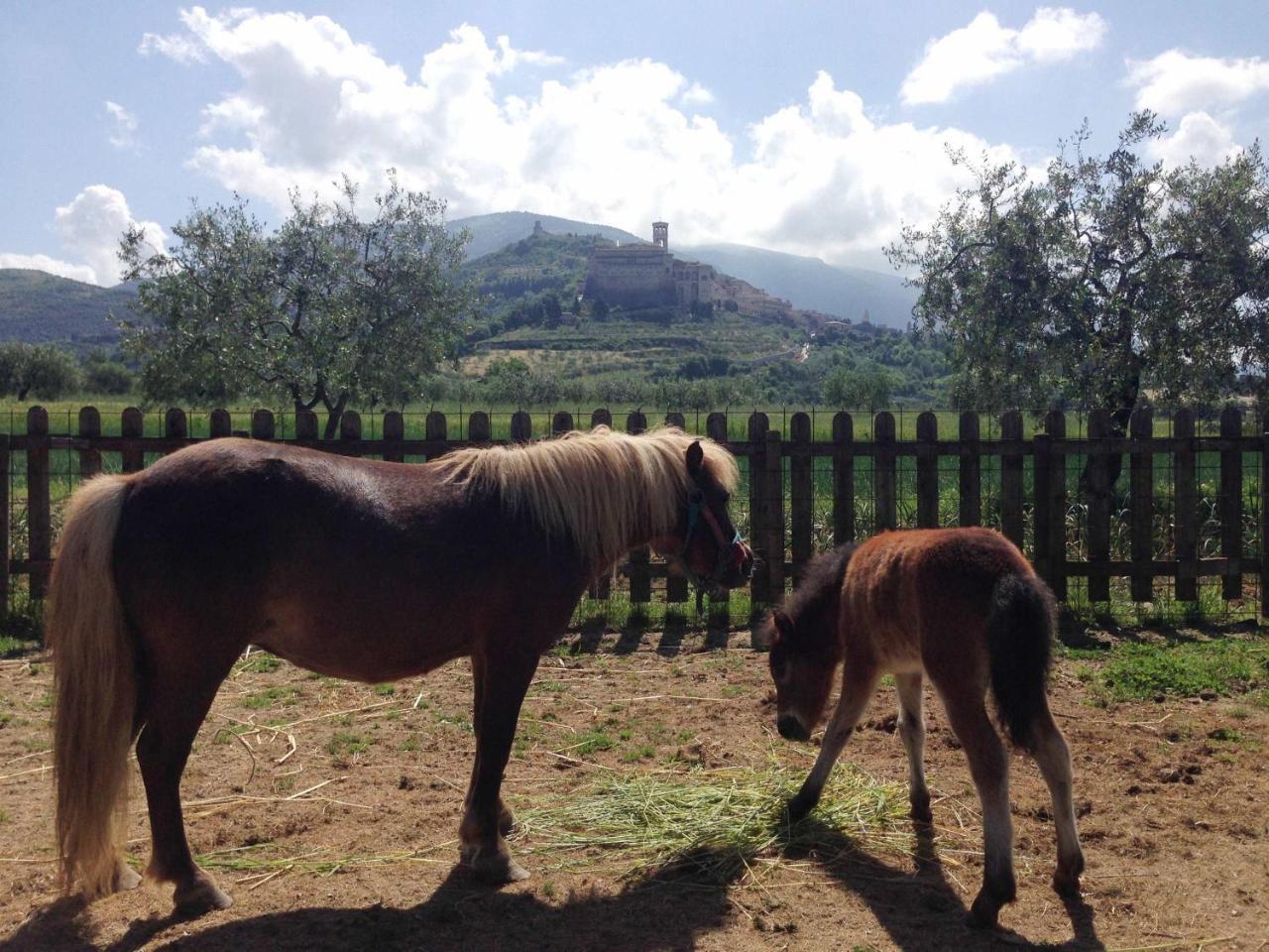Agriturismo Il Girasole Ασίζη Εξωτερικό φωτογραφία