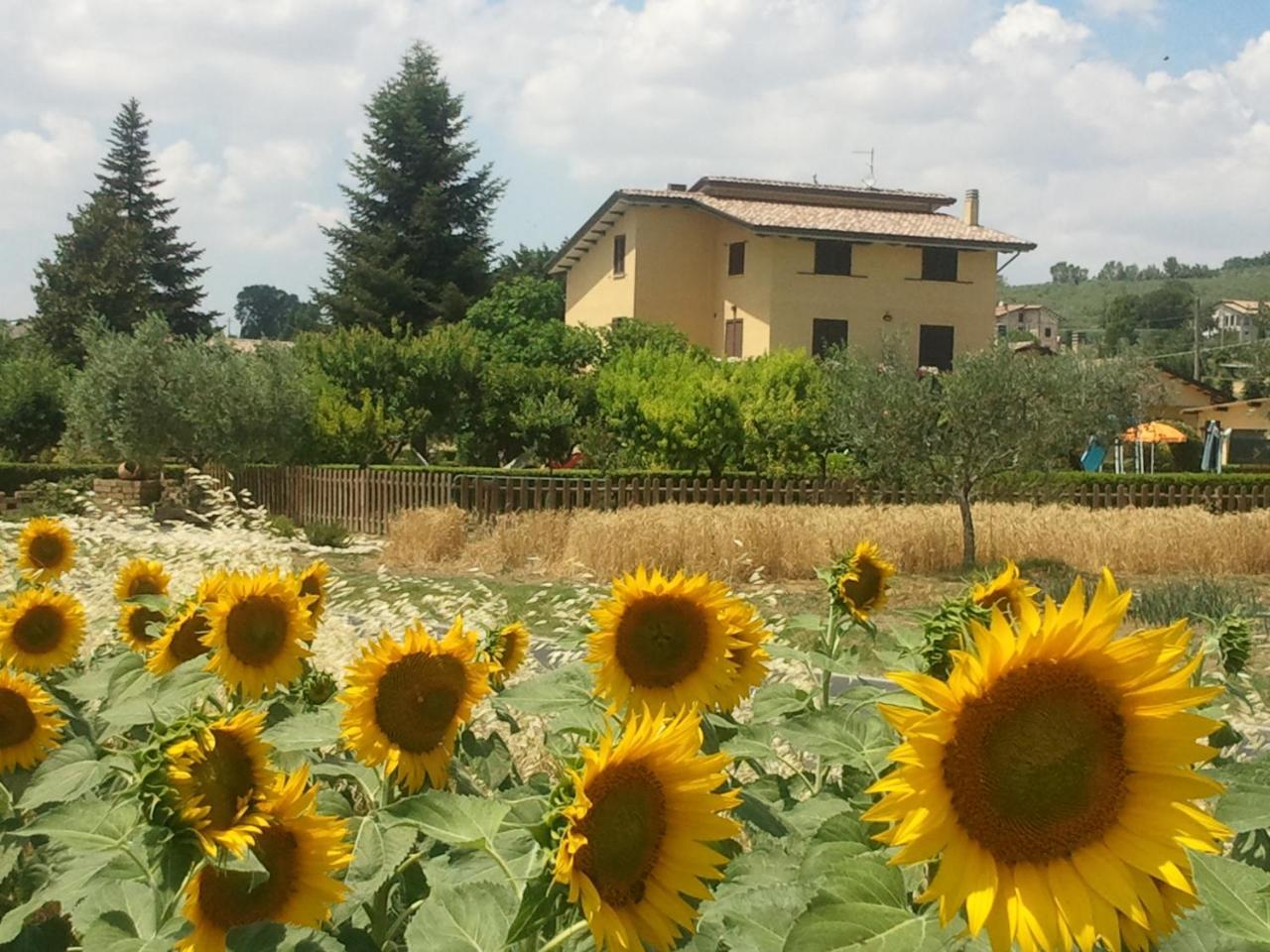 Agriturismo Il Girasole Ασίζη Εξωτερικό φωτογραφία