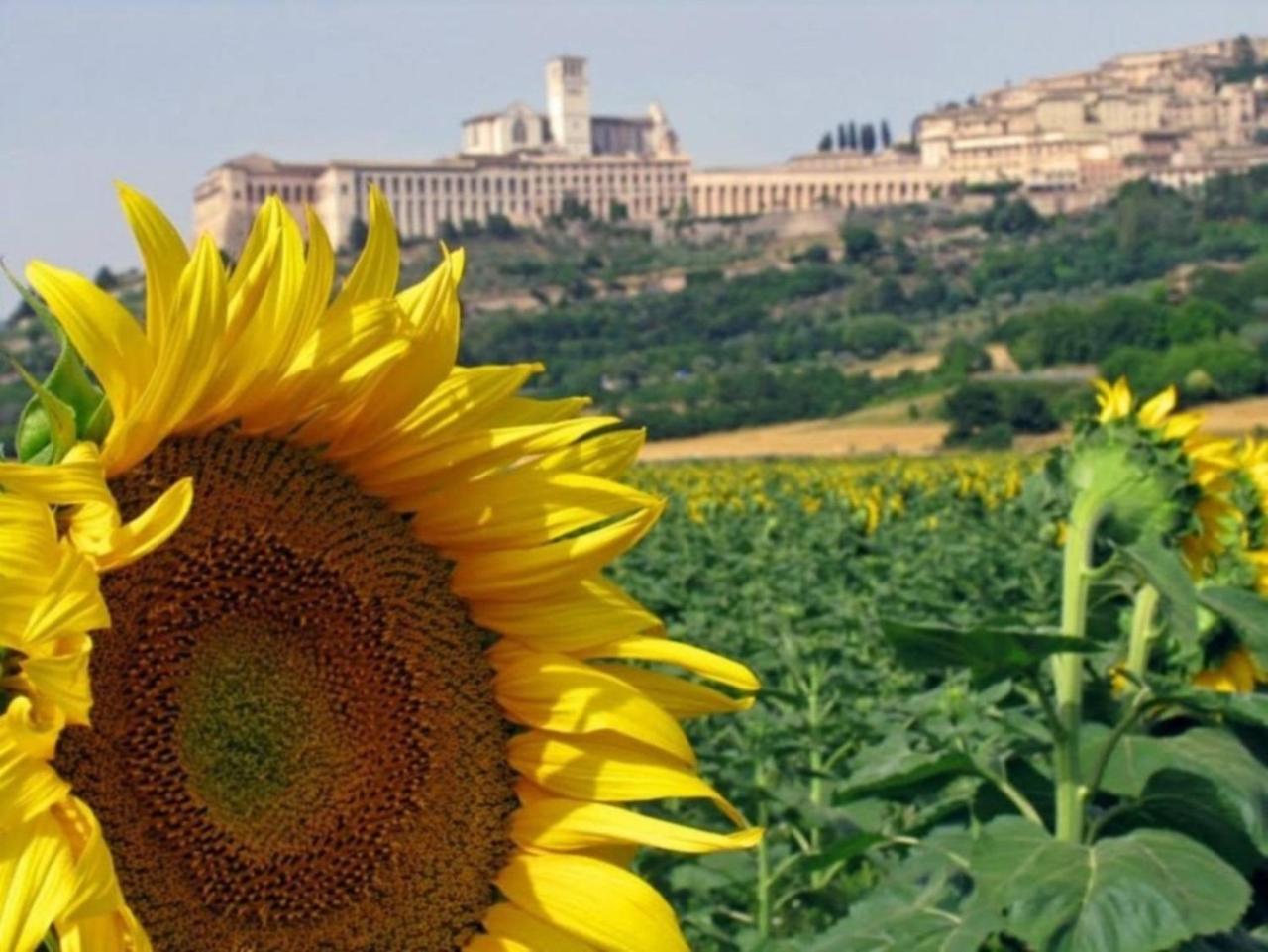 Agriturismo Il Girasole Ασίζη Εξωτερικό φωτογραφία